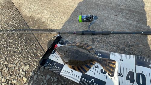 マコガレイの釣果