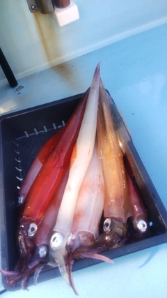 ヤリイカの釣果