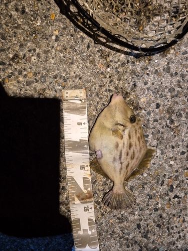 カワハギの釣果