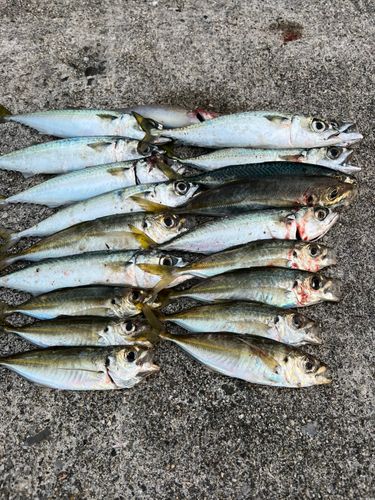 神崎漁港（大分）