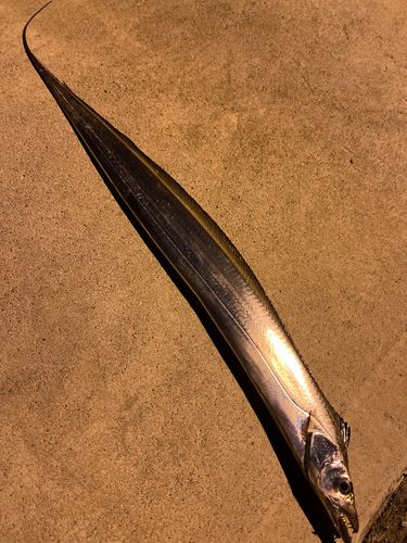 タチウオの釣果