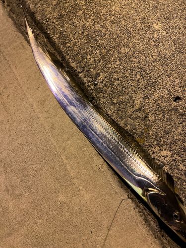 タチウオの釣果