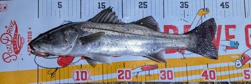 マルスズキの釣果