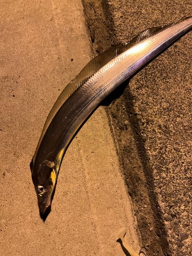 タチウオの釣果