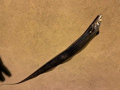 タチウオの釣果