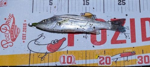 マルスズキの釣果