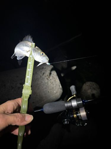 セイゴ（マルスズキ）の釣果