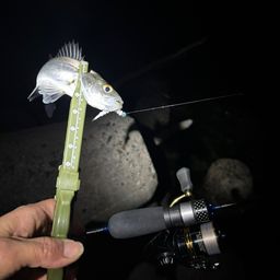 セイゴ（マルスズキ）