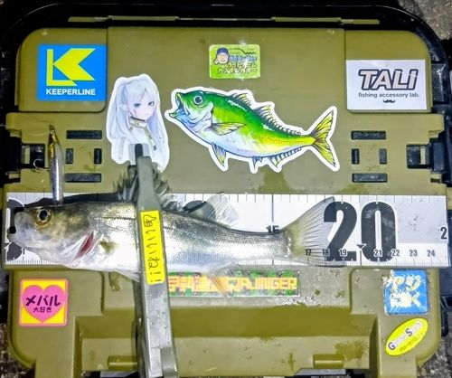 シーバスの釣果