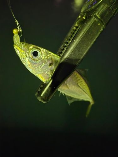三陸海岸（青森）