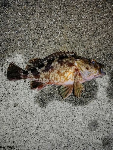 周防大島（屋代島）