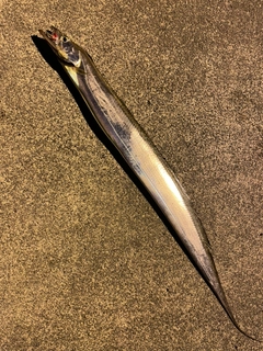 タチウオの釣果