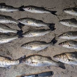 セイゴ（マルスズキ）