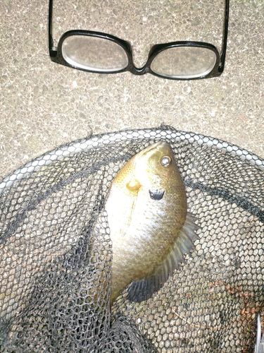 ブルーギルの釣果