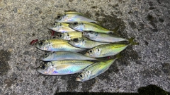 アジの釣果