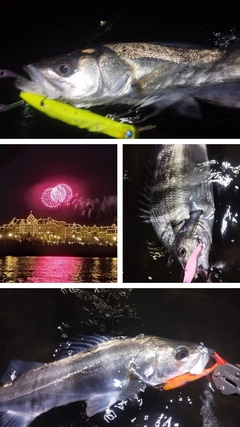 シーバスの釣果