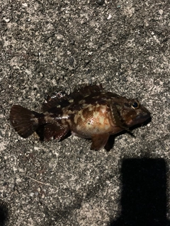 カサゴの釣果