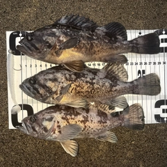 クロソイの釣果