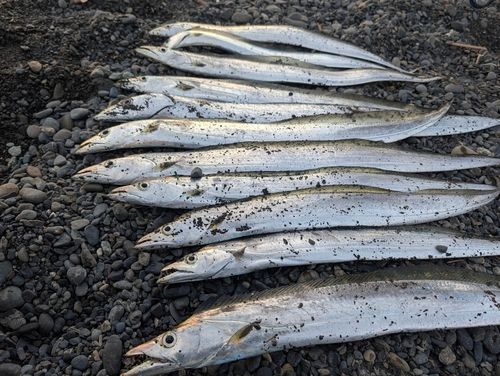 タチウオの釣果