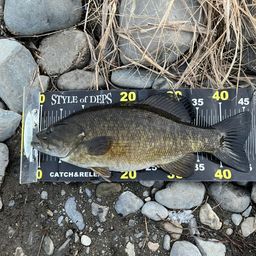 スモールマウスバス