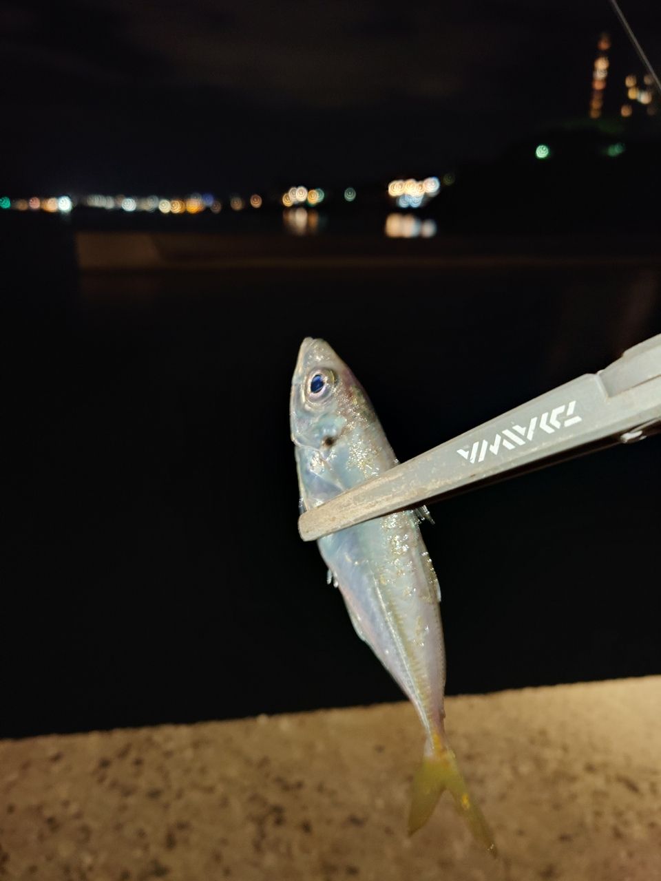 DAIWA 23月下美人 AIR AJING 510UL-S・Wの最安値・インプレ・釣果