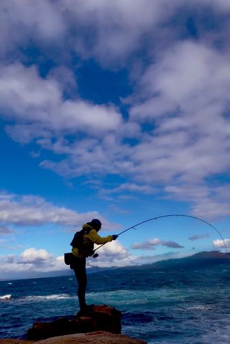 ヒラスズキの釣果