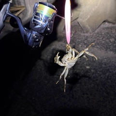 モクズガニの釣果