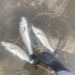 セイゴ（マルスズキ）