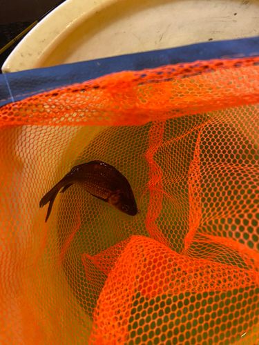 キンギョの釣果