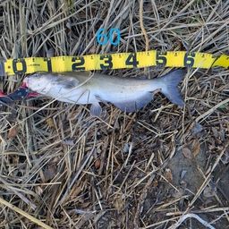 アメリカナマズ