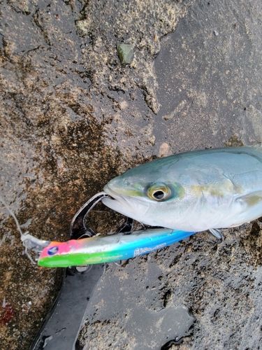 コズクラの釣果