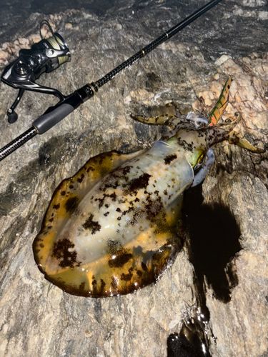 アオリイカの釣果