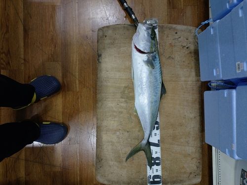 ヒラマサの釣果