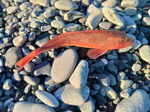 ホウボウの釣果