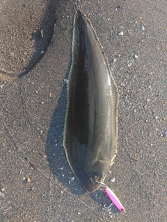 シタビラメの釣果