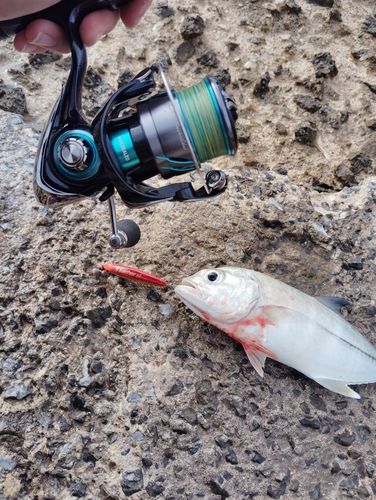 ギンガメアジの釣果