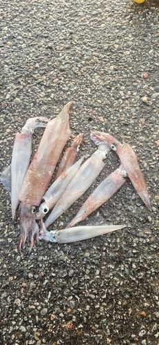 ヤリイカの釣果