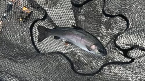 ニジマスの釣果