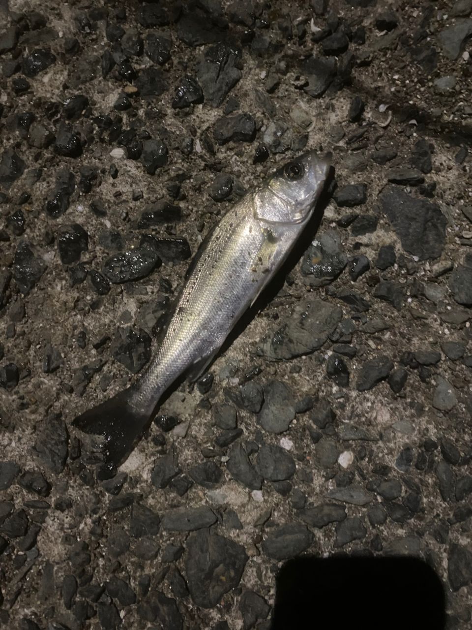 セイゴ（タイリクスズキ）