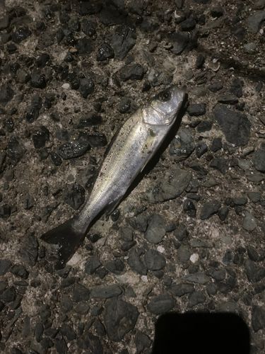 セイゴ（タイリクスズキ）の釣果