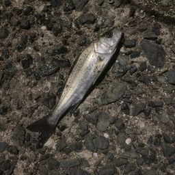 セイゴ（タイリクスズキ）