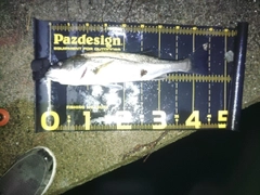 セイゴ（マルスズキ）の釣果