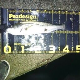 セイゴ（マルスズキ）