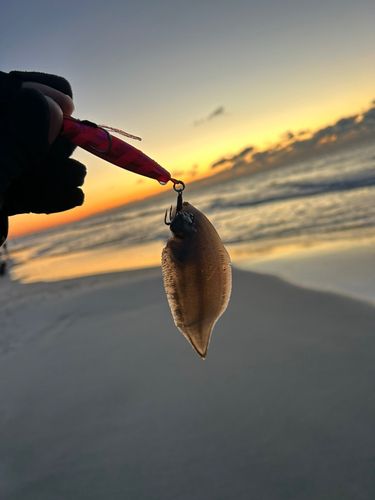 シタビラメの釣果
