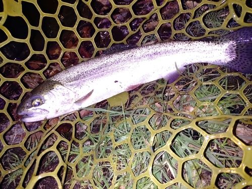 レインボートラウトの釣果