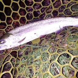 レインボートラウト