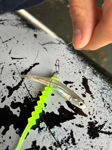 カライワシの釣果