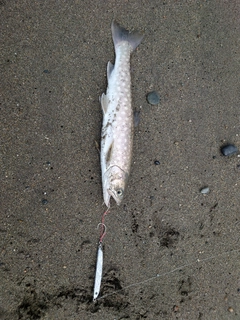 アメマスの釣果