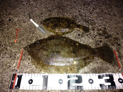 マコガレイの釣果