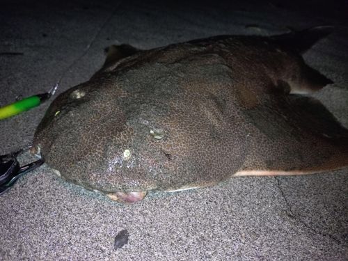 カスザメの釣果